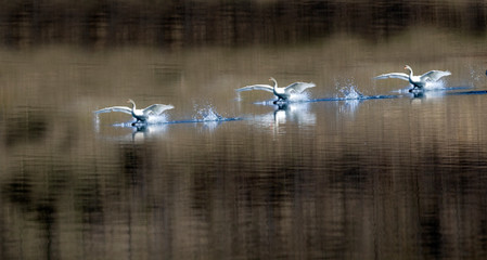 Fairies on the water with swans