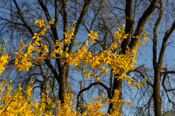 Forsythia flowers in front,  trees and blue sky. Golden Bell, Border Forsythia (Forsythia x intermedia, europaea) blooming in spring garden bush.