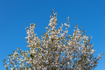 Beautiful white flowering Japanese cherry branches. The coming of spring.   Blue sky in the background.  Sakura -Prunus serrulata