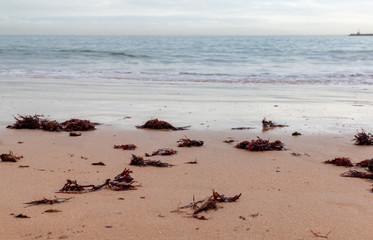 Red seasweed on sandy beach in Cascais, Portugal