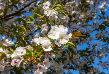 Beautiful white flowering Japanese cherry branches. The coming of spring.   Blue sky in the background.  Sakura -Prunus serrulata