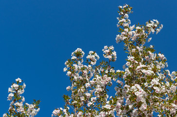 Beautiful white flowering Japanese cherry branches. The coming of spring.   Blue sky in the background.  Sakura -Prunus serrulata