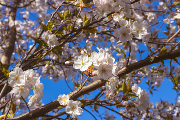 Beautiful white pink flowering Japanese cherry branches. The coming of spring. Sakura. Blue sky in the background. Prunus serrulata
