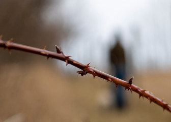 Close Up of Thorns Blurred Background