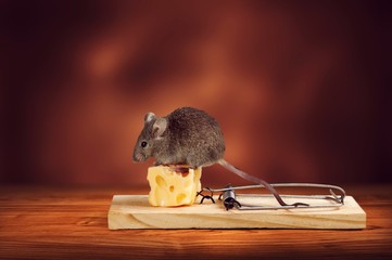 Grey mouse and mouse trap with cheese