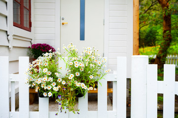 Bouquet of white daisies on the gate of the house. Summer landscape, Norway