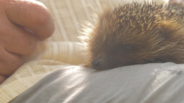 careful senior man in shorts strokes cute hedgehog sitting on leg in sunny park on blurred background close view slow motion. Concept fauna environment
