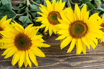 Fototapeta premium Autumn background with yellow sunflowers on old brown wooden board