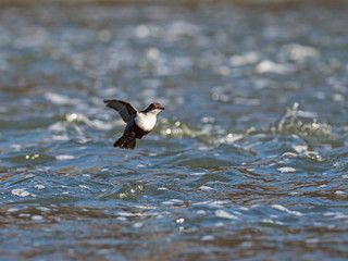 The white-throated dipper (Cinclus cinclus), also known as the European dipper or just dipper, is an aquatic passerine bird found in Europe.. white-throated dipper in flight.