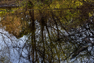 vegetation reflected in the river
