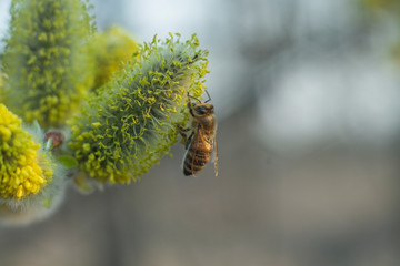bee on fluffy willow 