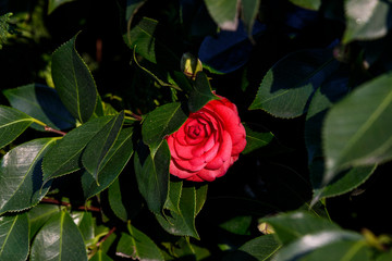 red camellia on the tree