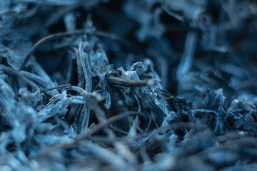 ash from the grass after fire in forest 