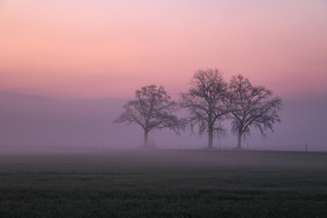 Fototapeta na wymiar trees in the morning fog 