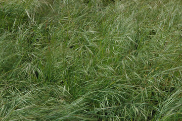 Close-up view of fresh light filigrane tall green grass