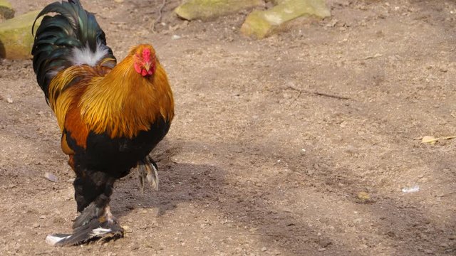 Rooster standing in the wind on one leg