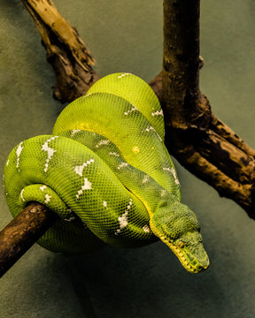 snake on a tree