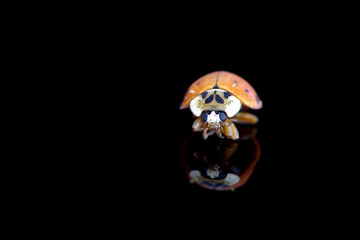 Ladybug on a black background - 331513502