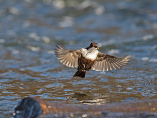The white-throated dipper (Cinclus cinclus), also known as the European dipper or just dipper, is an aquatic passerine bird found in Europe.. white-throated dipper in flight.
