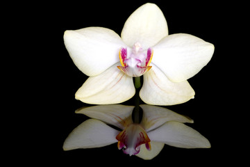 Orchid flower on black background