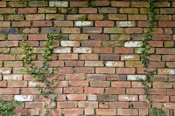 Green Ivy Plants Climbing Old Weathered Brick Wall  