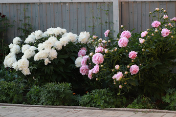 white and pink luxury tulips in a flower bed, a large Bush of blooming tulips in June