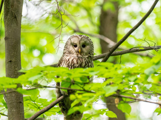 The Ural owl (Strix uralensis) is a fairly large nocturnal owl.