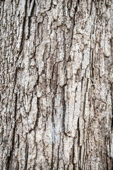 Fototapeta premium bark