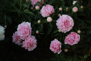 pink luxury tulips in a flower bed, a large Bush of blooming tulips in June