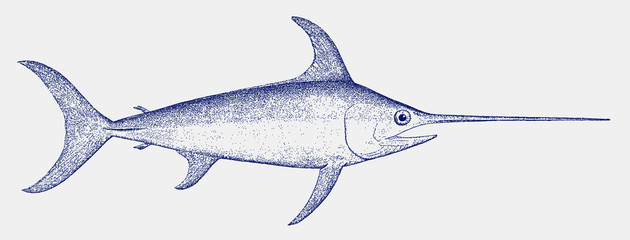 Adult swordfish xiphias gladius, a marine fish from the tropical waters - obrazy, fototapety, plakaty