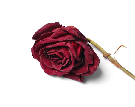 Dead red rose on a white background