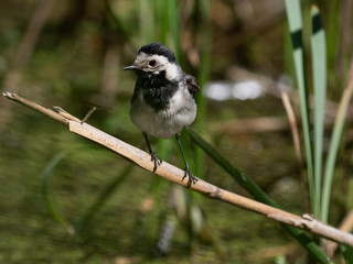 The white wagtail (Motacilla alba) is a small passerine bird in the family Motacillidae. White wagtail looks after feathers.