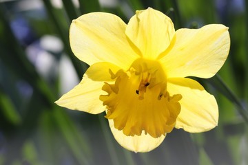 Fototapeta premium gelbe Narzisse von der Sonne durchleuchtet