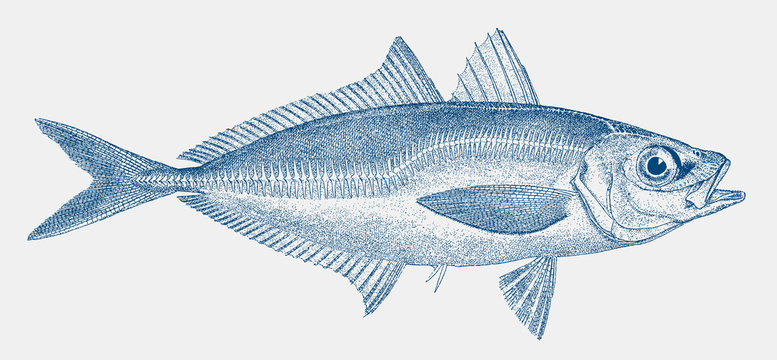 European horse mackerel trachurus, threatened food fish from the Eastern Atlantic Ocean in side view 