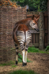 Okapi or zebra giraffe back rear shot looking