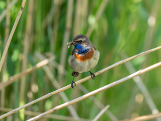 Male bluethroat (Luscinia svecica) with feed in the beak for chicks. The bluethroat (Luscinia svecica) is a small passerine bird that was formerly classed as a member of the thrush family Turdidae.