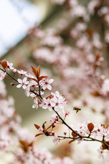 Funny bee flies to collect honey from the bright pink spring fruit tree