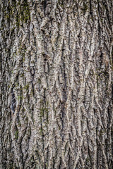 bark