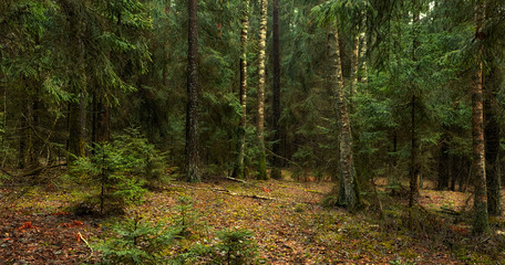 Beautiful panorama of dark spring spruce and birch forest. Landscape panoramic banner in high resolution