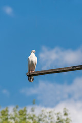 Purebred doves on a wooden crossbar