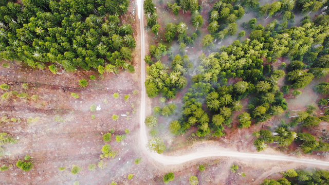 Fog & Forest - Pilat (FR) - 2 - drone - photo