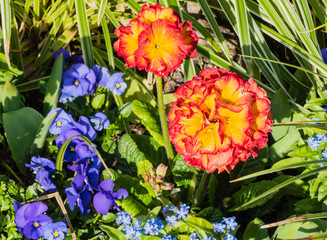 Studentenblumen und Stiefmütterchen 