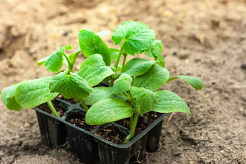 Seedlings of courgette in peat pots, black plastic cups on a ploughed land. Baby plants seeding. Planting in the spring. Horticulture and coltivation, spring gardening.