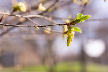 Fresh green leaves sprouting on a tree in spring