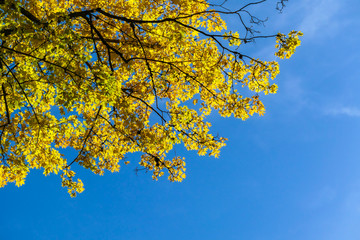 Golden and yellow crown of the trees contrasting with blue sky, captured in Alpine region of...