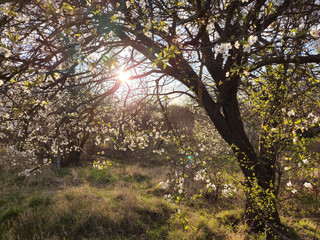 Flowering tree in spring. Sunlight on the leaves and flowers in springtime.
