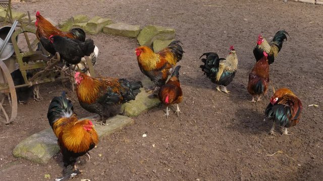 A group of nine roosters standing around another one comes in.