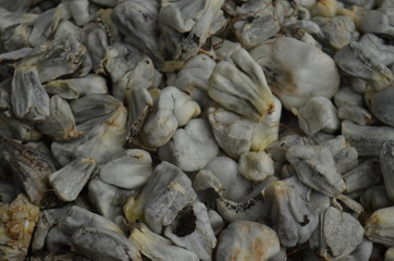 Huitlacoche un hongo que se desarrolla en el maíz y se utiliza en la gastronomía mexicana