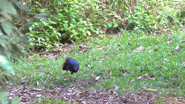 Borneo Crested fireback is the rare bird that lives in Borneo jungle.