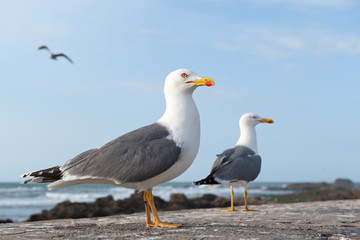 Fototapeta na wymiar Two adult yellow-legged gull on the coast